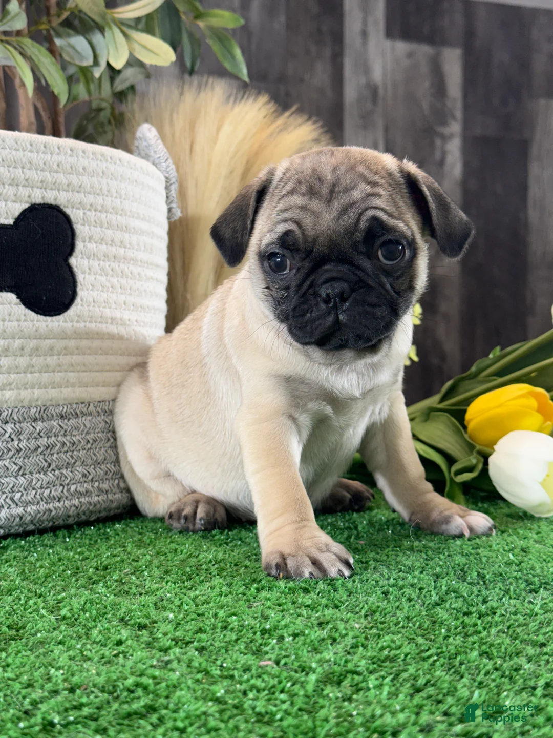 Pug dogs for sale: Princess  - Ad 5