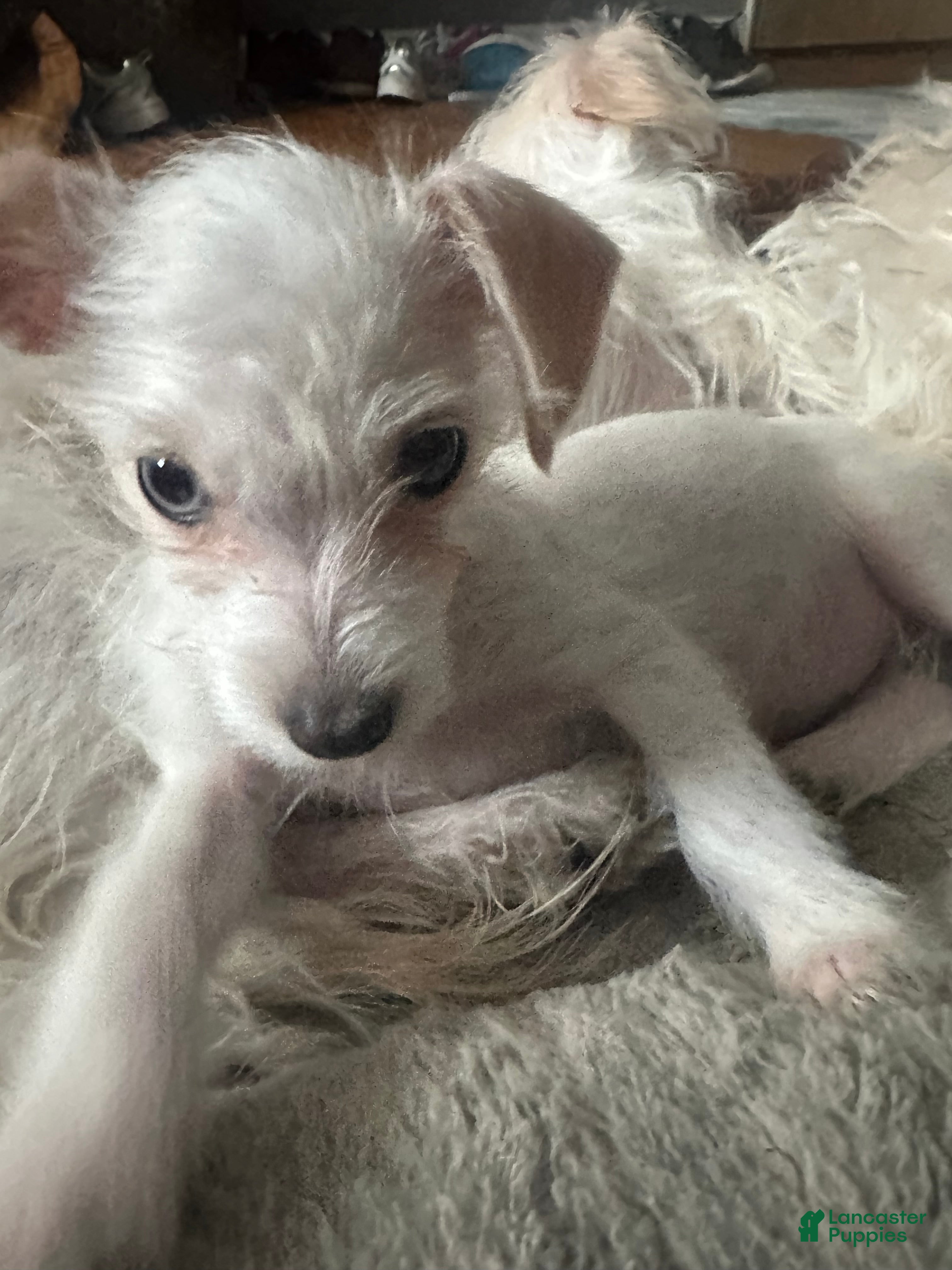 Mixed Breed dogs Mixed Breed Puppy 3 - Ad 1