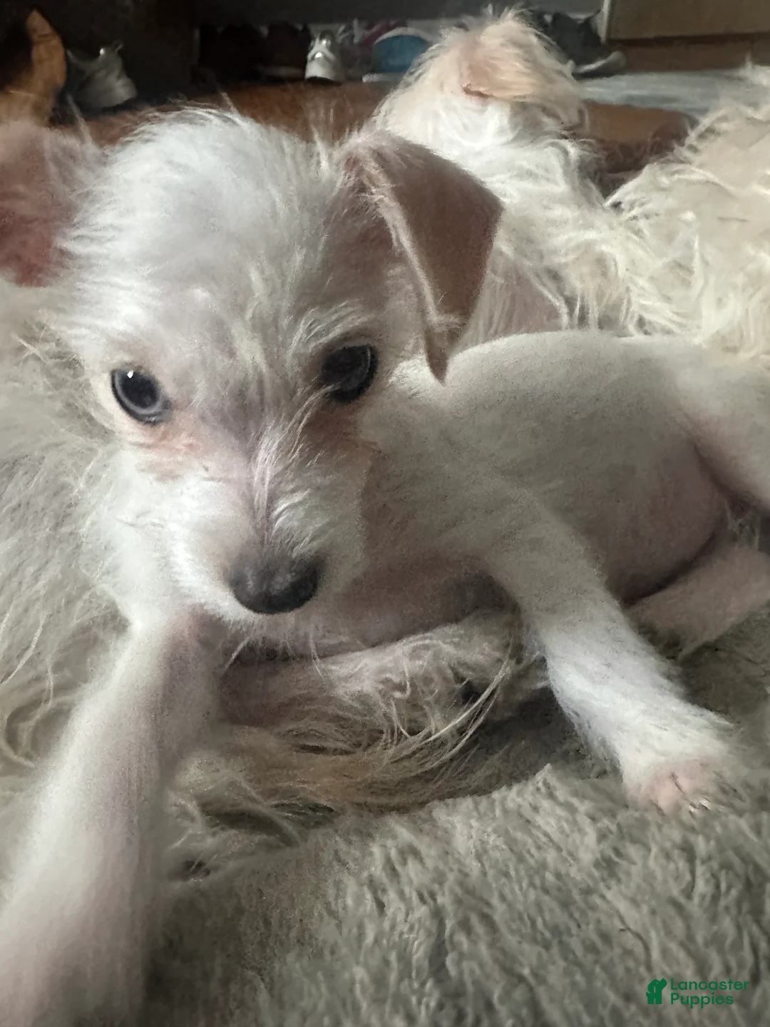 Mixed Breed dogs for sale: Mixed Breed Puppy 3 - Ad 1