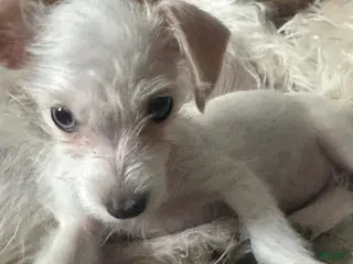 Mixed Breed dogs for sale: Mixed Breed Puppy 3 - Ad 1