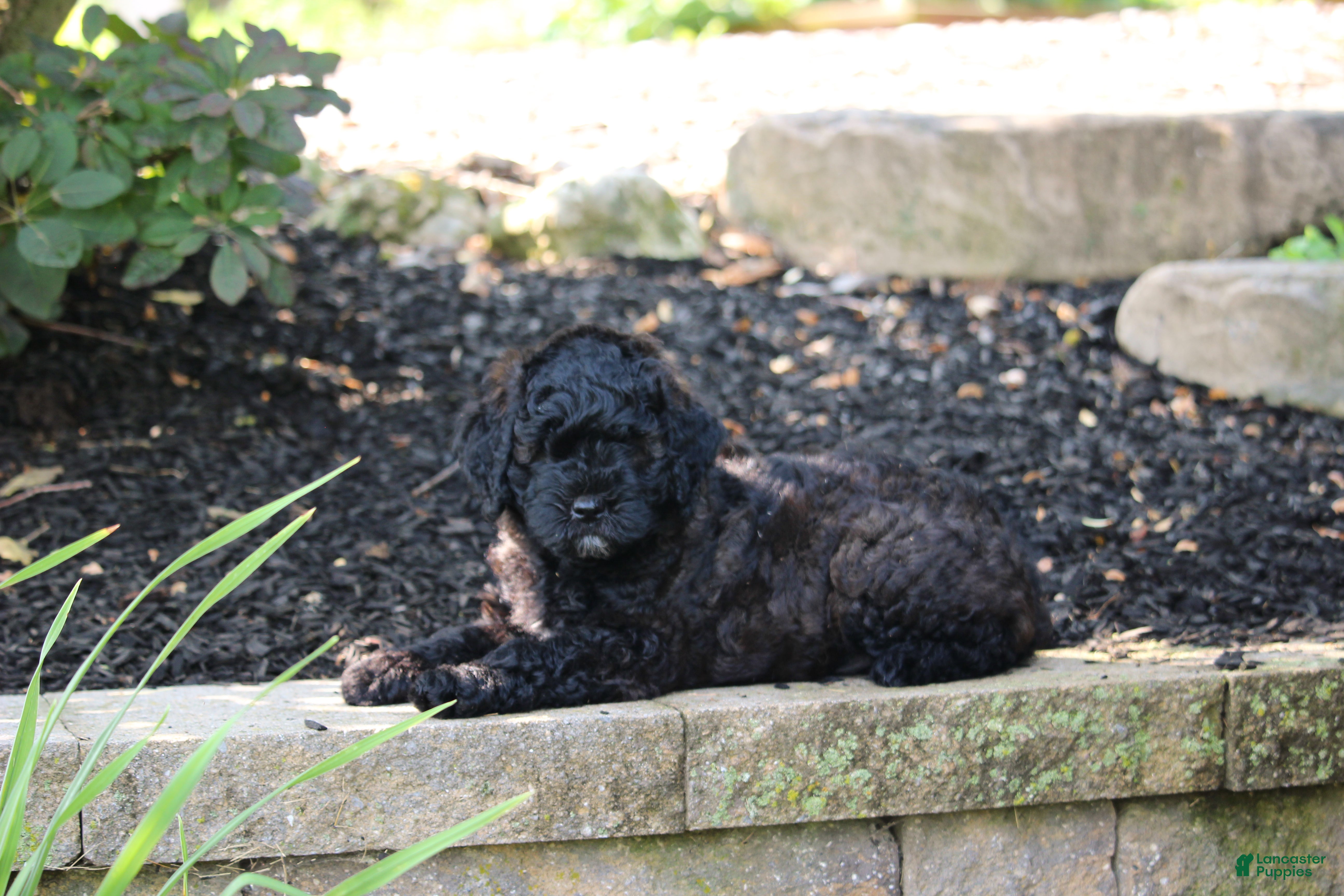 Mini Goldendoodle dogs Remi - Ad 2