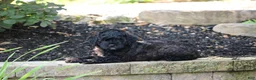 Mini Goldendoodle dogs for sale: Remi - Ad 2
