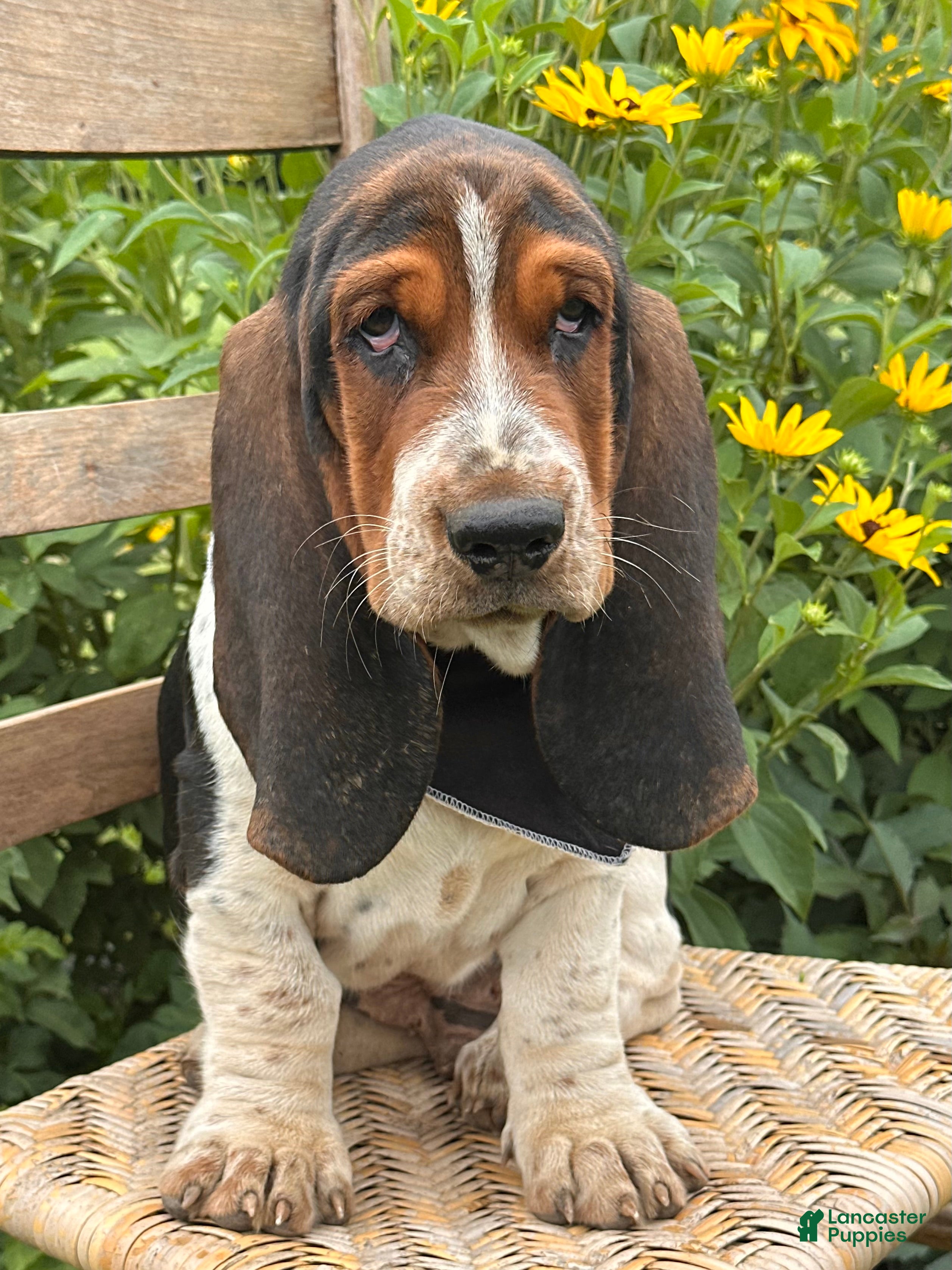 Basset Hound dogs Walter - Ad 2
