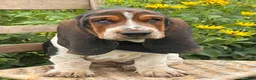 Basset Hound dogs for sale: Walter - Ad 2