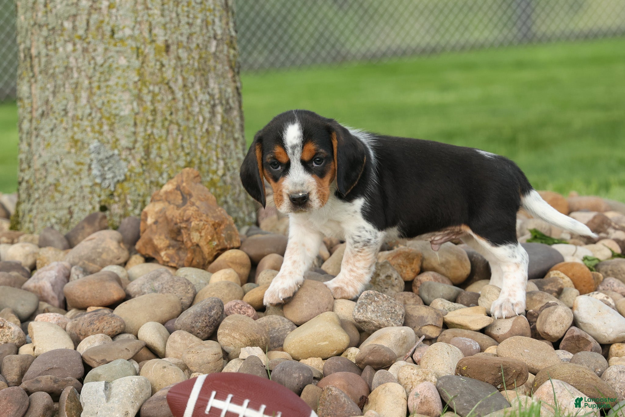Beagle dogs for sale:  Charlie 🐶✨ - Ad 3