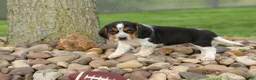Beagle dogs for sale:  Charlie 🐶✨ - Ad 1