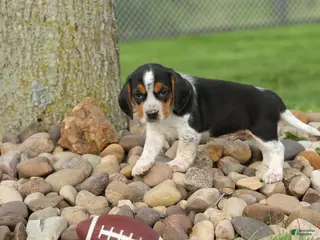 Beagle dogs for sale: Charlie 🐶✨ - Ad 3