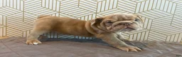 English Bulldog dogs for sale: Lucy - Ad 3