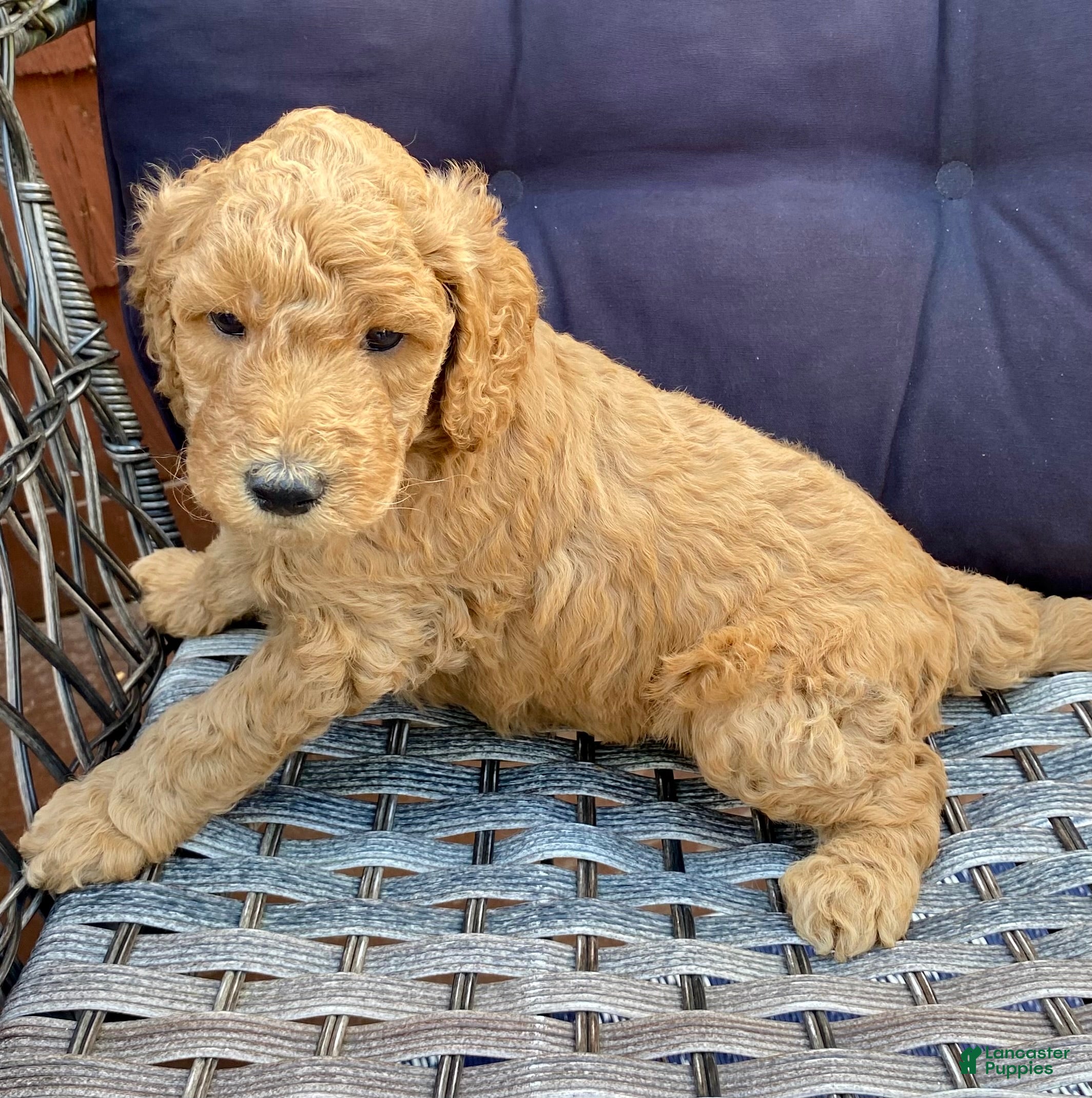 Standard Poodle dogs Standard Poodle 2 - Ad 5