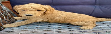 Standard Poodle 2
