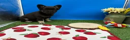 French Bulldog dogs for sale: French Bulldog 1 - Ad 5