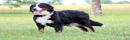 Bernese Mountain Dog dogs for sale: Ranita - Ad 5