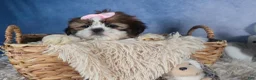 Shih Tzu dogs for sale: COOKIE - Ad 16