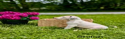 Mixed Breed dogs for sale: Shiloh - Ad 1
