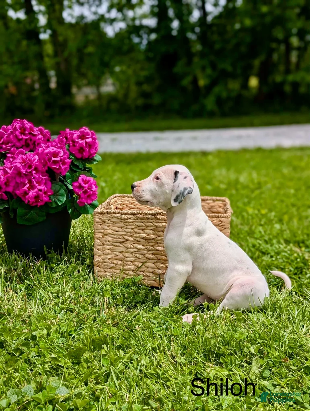 Mixed Breed dogs for sale: Shiloh - Ad 1