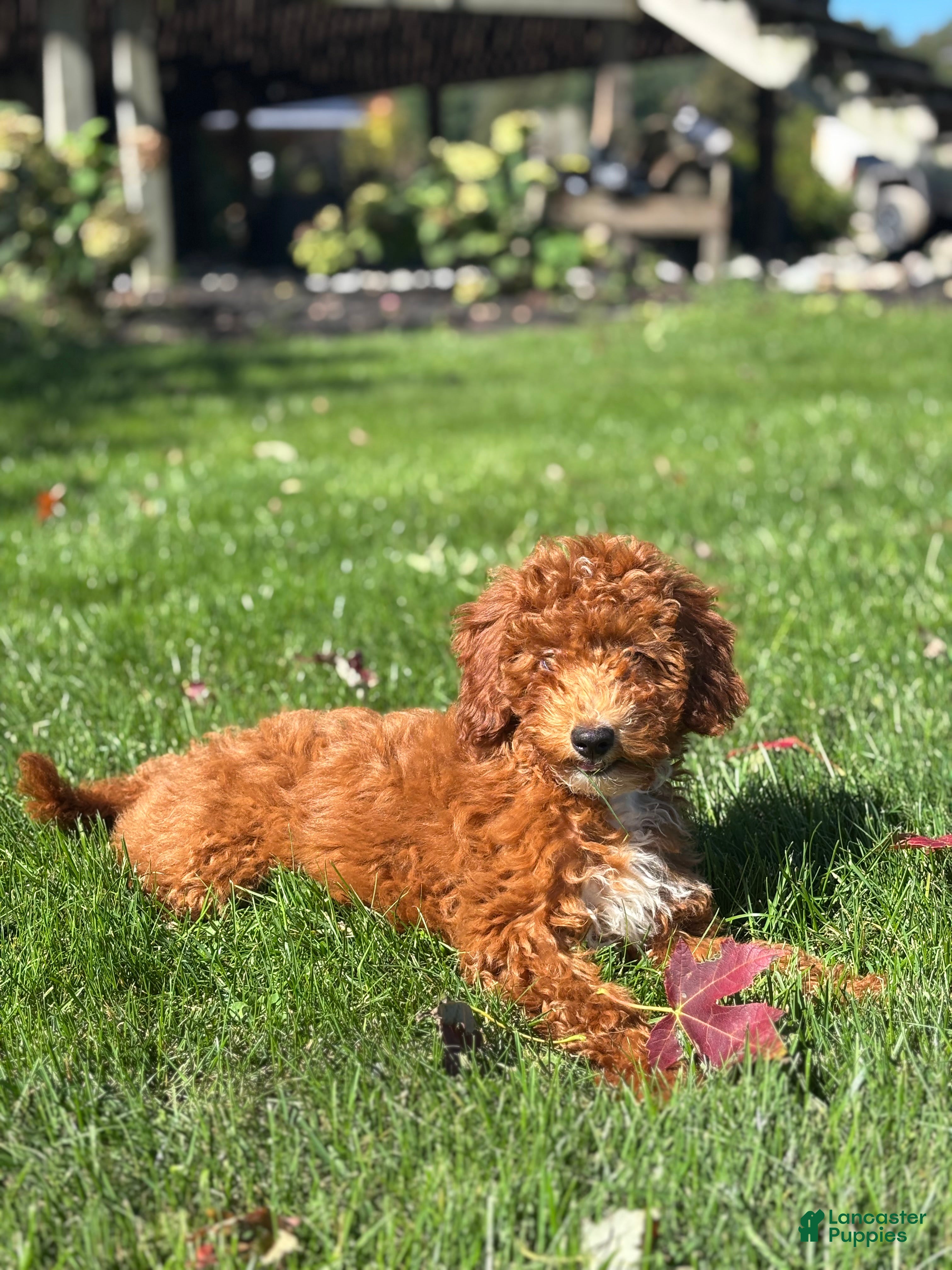 Mini Goldendoodle dogs Grant - Ad 2