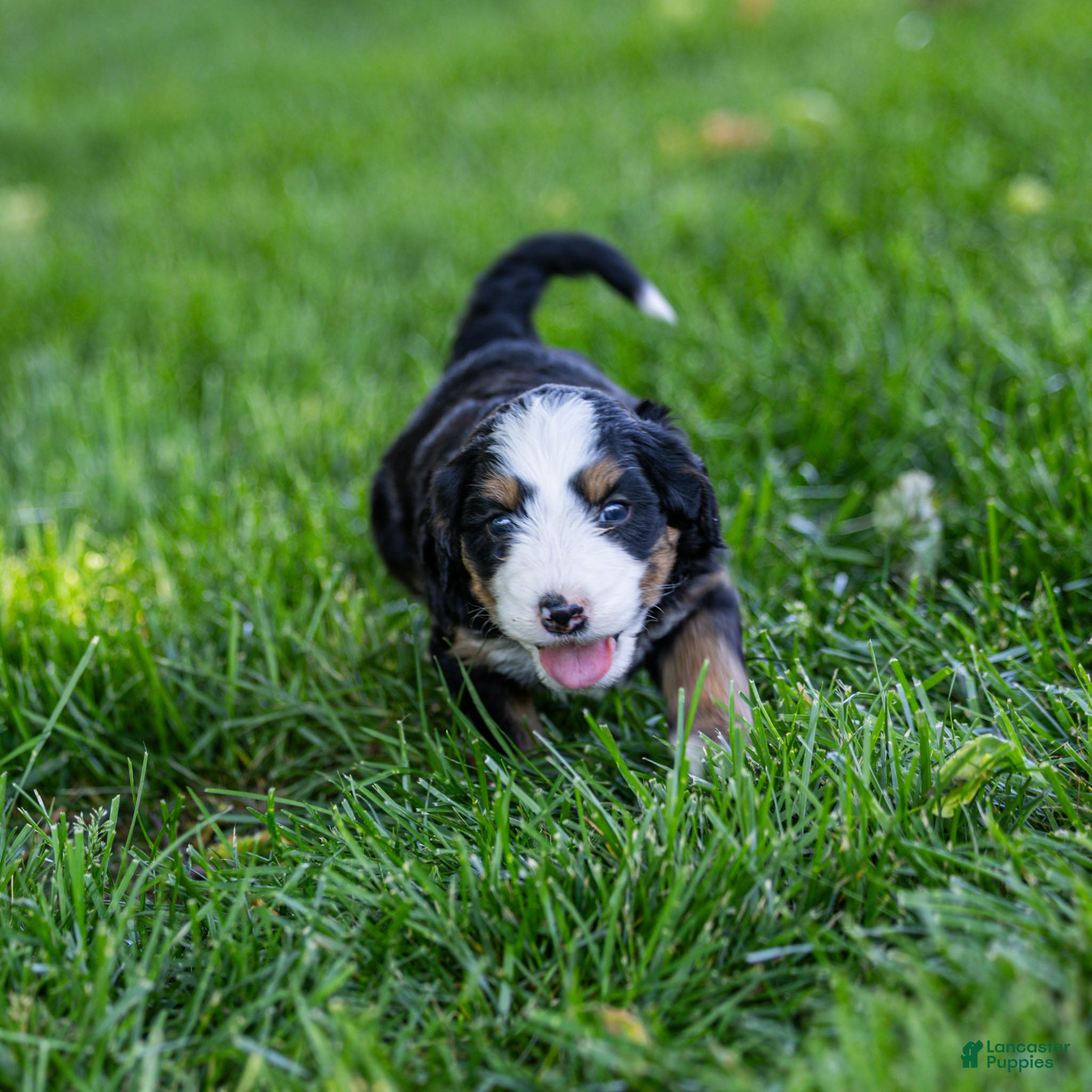 Bernedoodle dogs Pippa Bernedoodle Puppy  - Ad 1