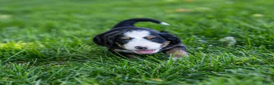 Pippa Bernedoodle Puppy 