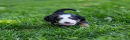 Bernedoodle dogs for sale: Pippa Bernedoodle Puppy  - Ad 1