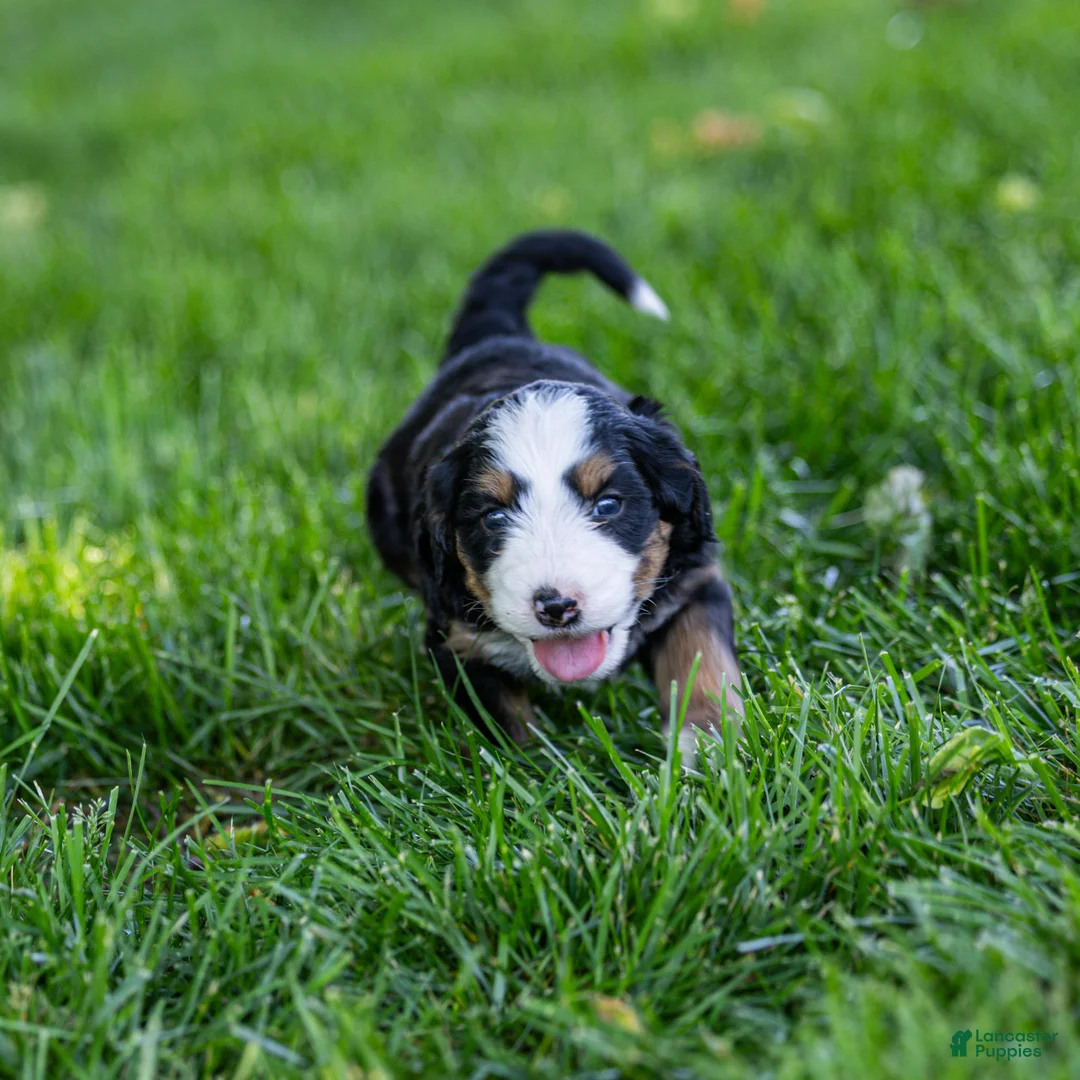 Bernedoodle dogs for sale: Pippa Bernedoodle Puppy  - Ad 1
