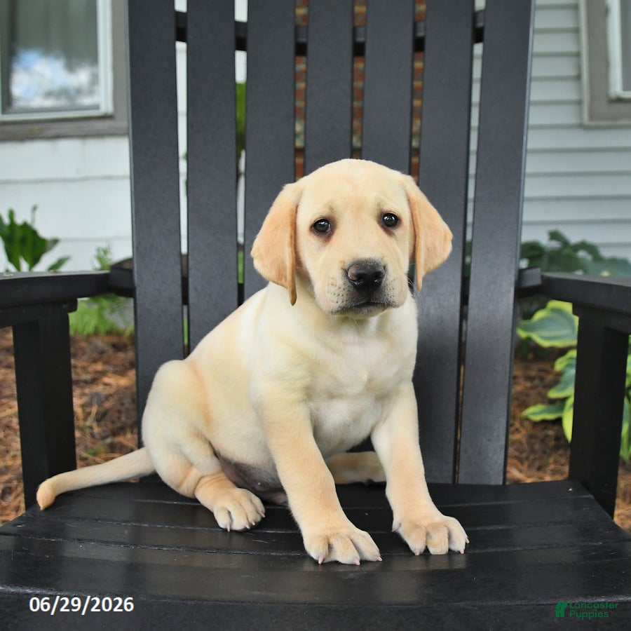 Labrador Retriever dogs Scout - Ad 1