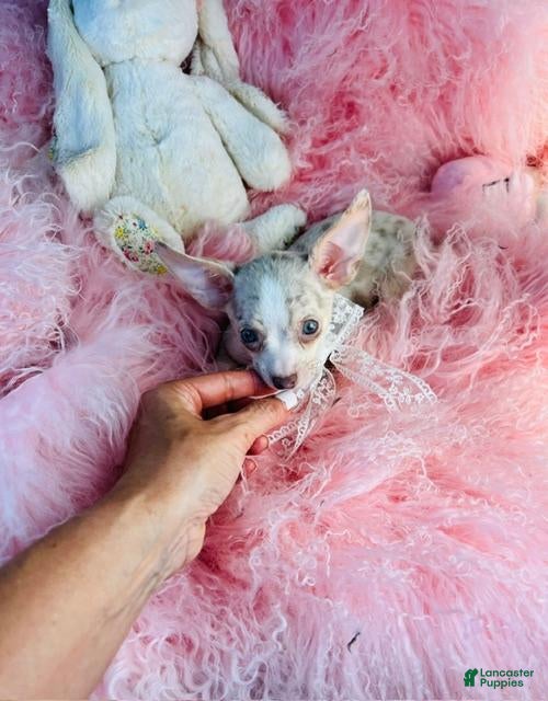Chihuahua dogs Merle Chihuahua with BLUE EYES - Ad 2