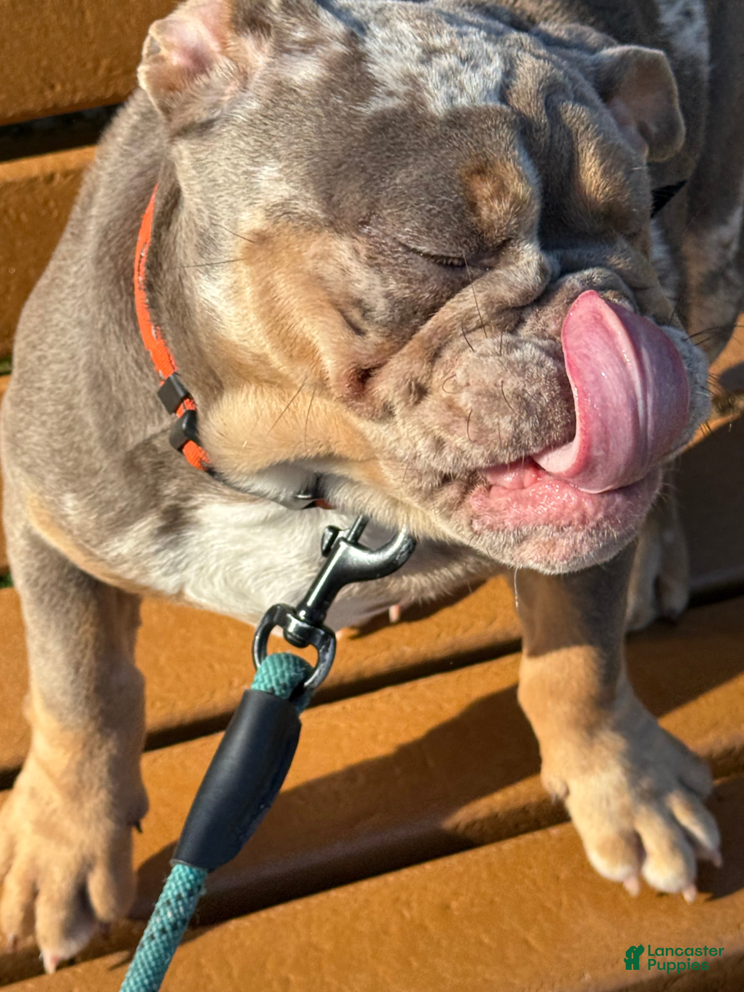 English Bulldog dogs for sale: English Bulldog 1 - Ad 2