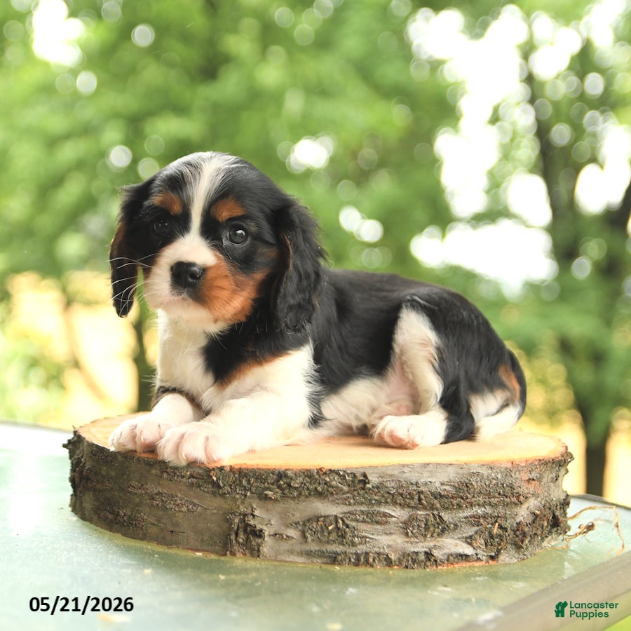 Cavalier King Charles Spaniel dogs Bo  - Ad 2