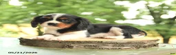 Cavalier King Charles Spaniel dogs for sale: Bo  - Ad 2
