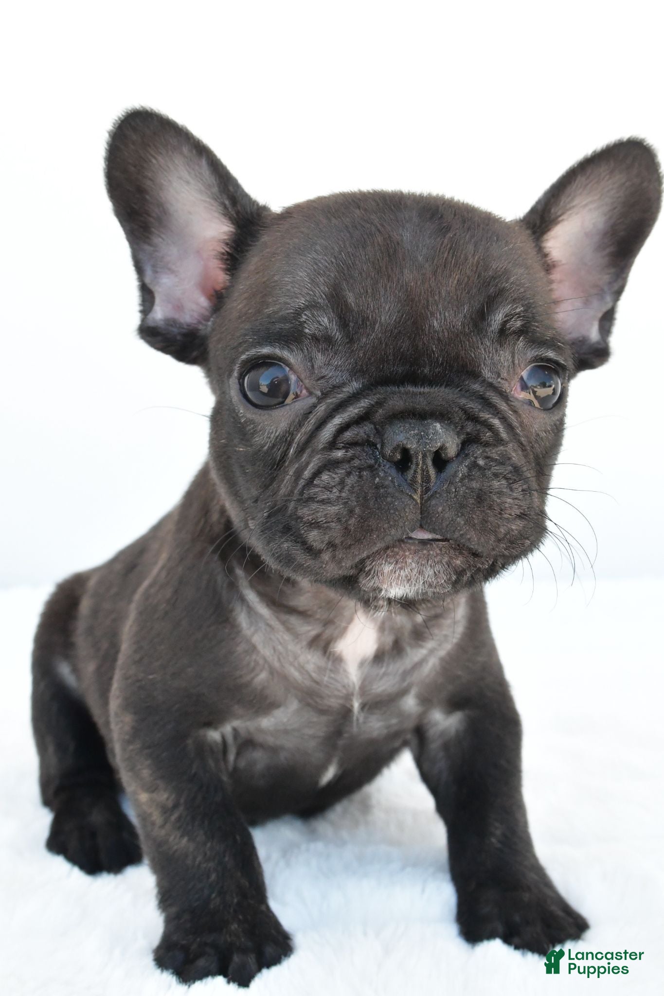 French Bulldog dogs Benji - Ad 2