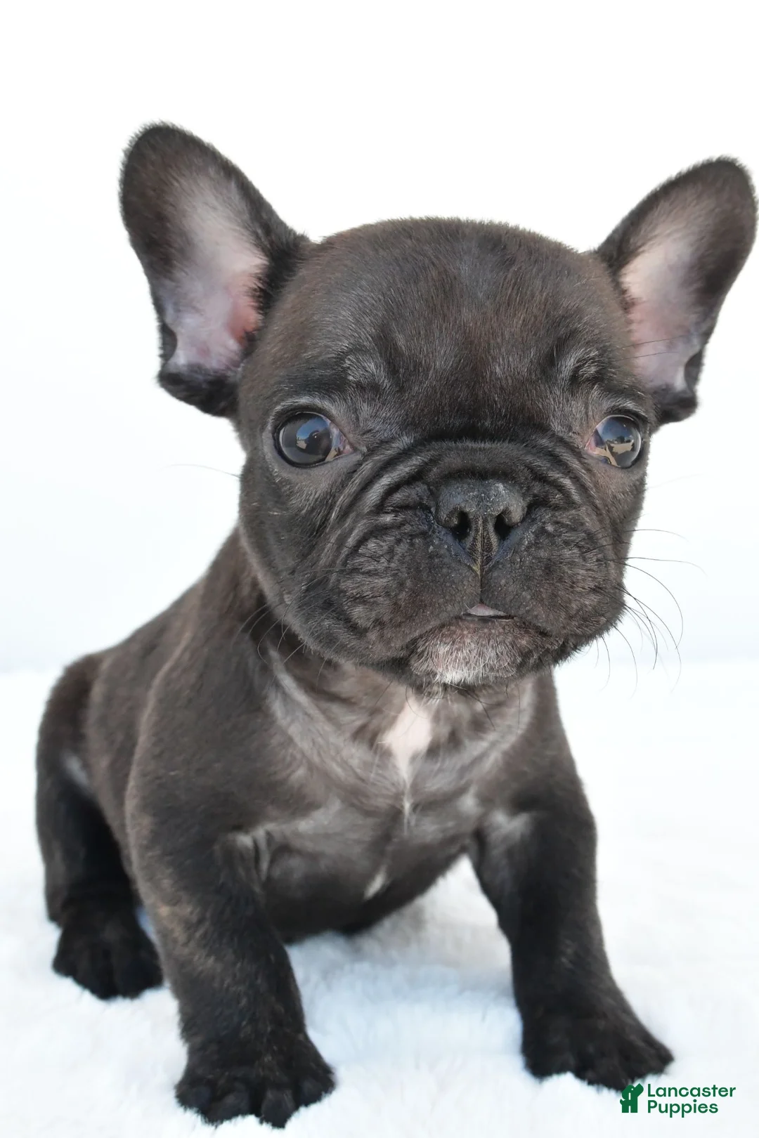 French Bulldog dogs for sale: Benji - Ad 2
