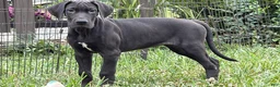 Great Dane dogs for sale: Philip Great Dane  - Ad 22