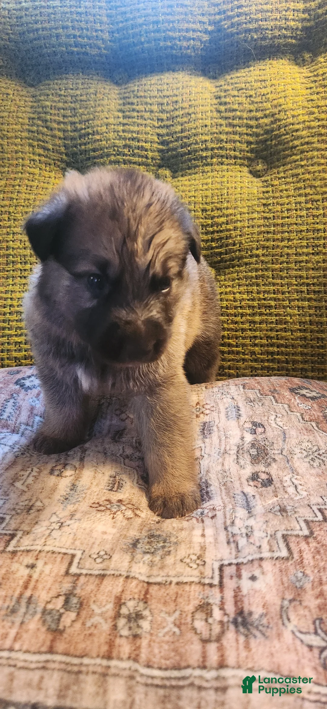 German Shepherd dogs for sale: German Shepherd Puppy 2- Red Collar - Ad 2
