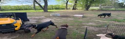 Doberman Pinscher dogs for sale: Doberman Pinscher Puppy 2 - Ad 3