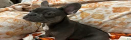 French Bulldog dogs for sale: Charlotte - Ad 9