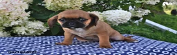 Mixed Breed dogs for sale: Chloe - Ad 2