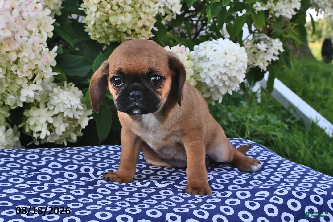 Mixed Breed dogs for sale: Chloe - Ad 2