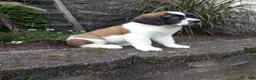 Saint Bernard dogs for sale: Ace - Ad 3