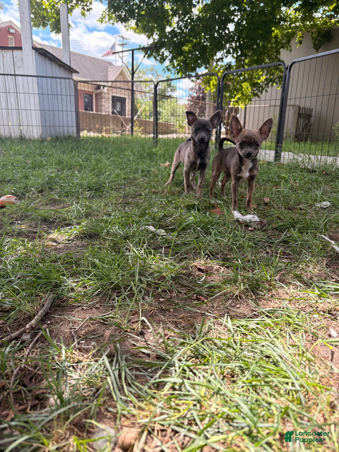Chihuahua dogs for sale: Chihuahua 1 - Ad 1