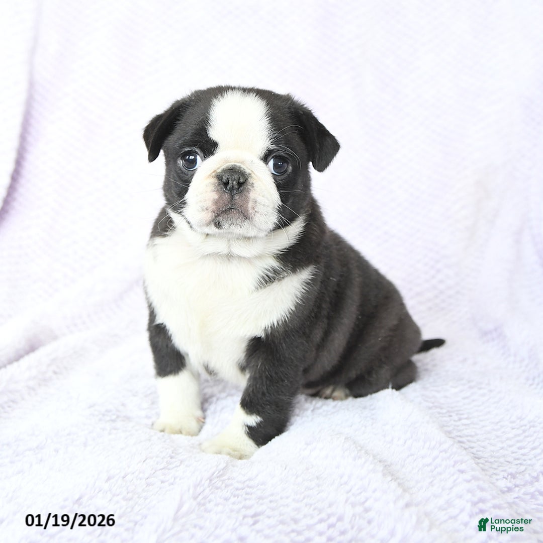 Pug dogs for sale: Willow - Ad 2