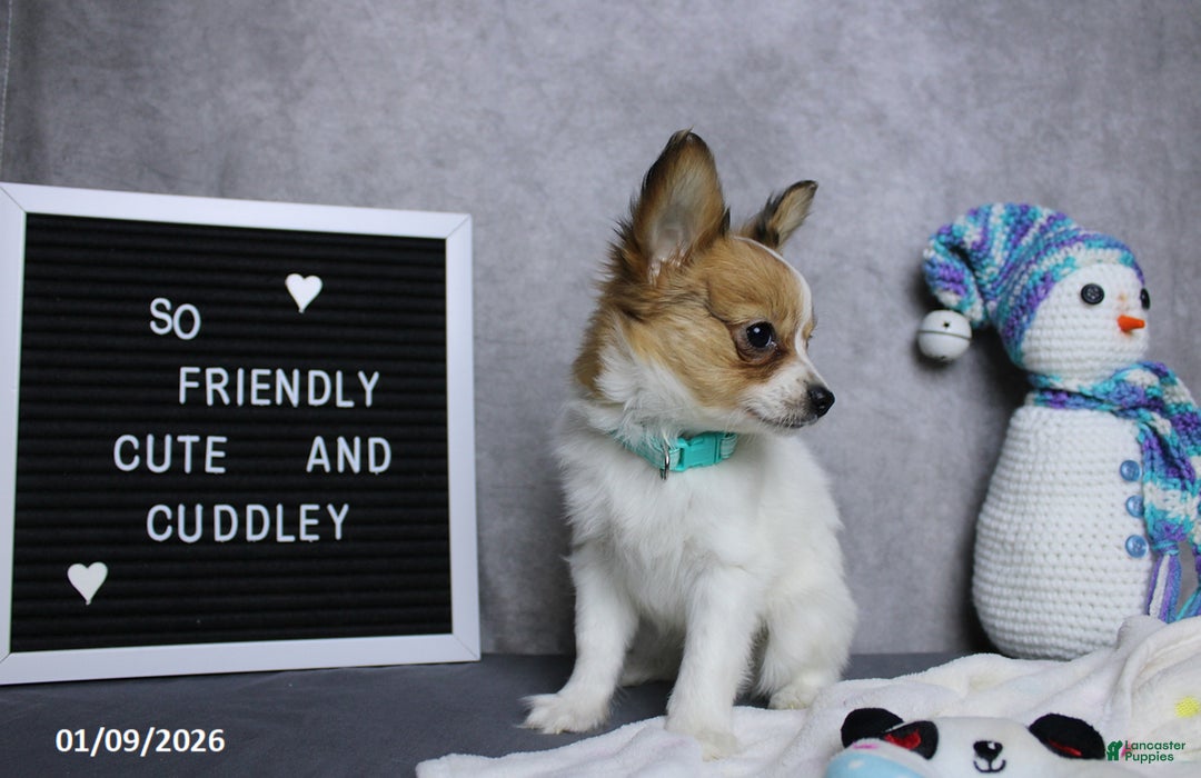 Papillon dogs for sale: Nick  - Ad 5