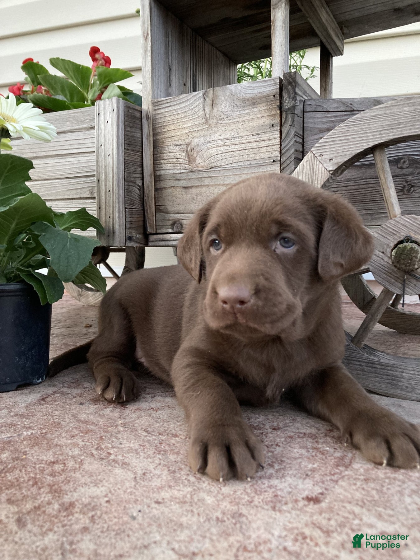 Labrador Retriever dogs for sale: Tucker - Ad 5