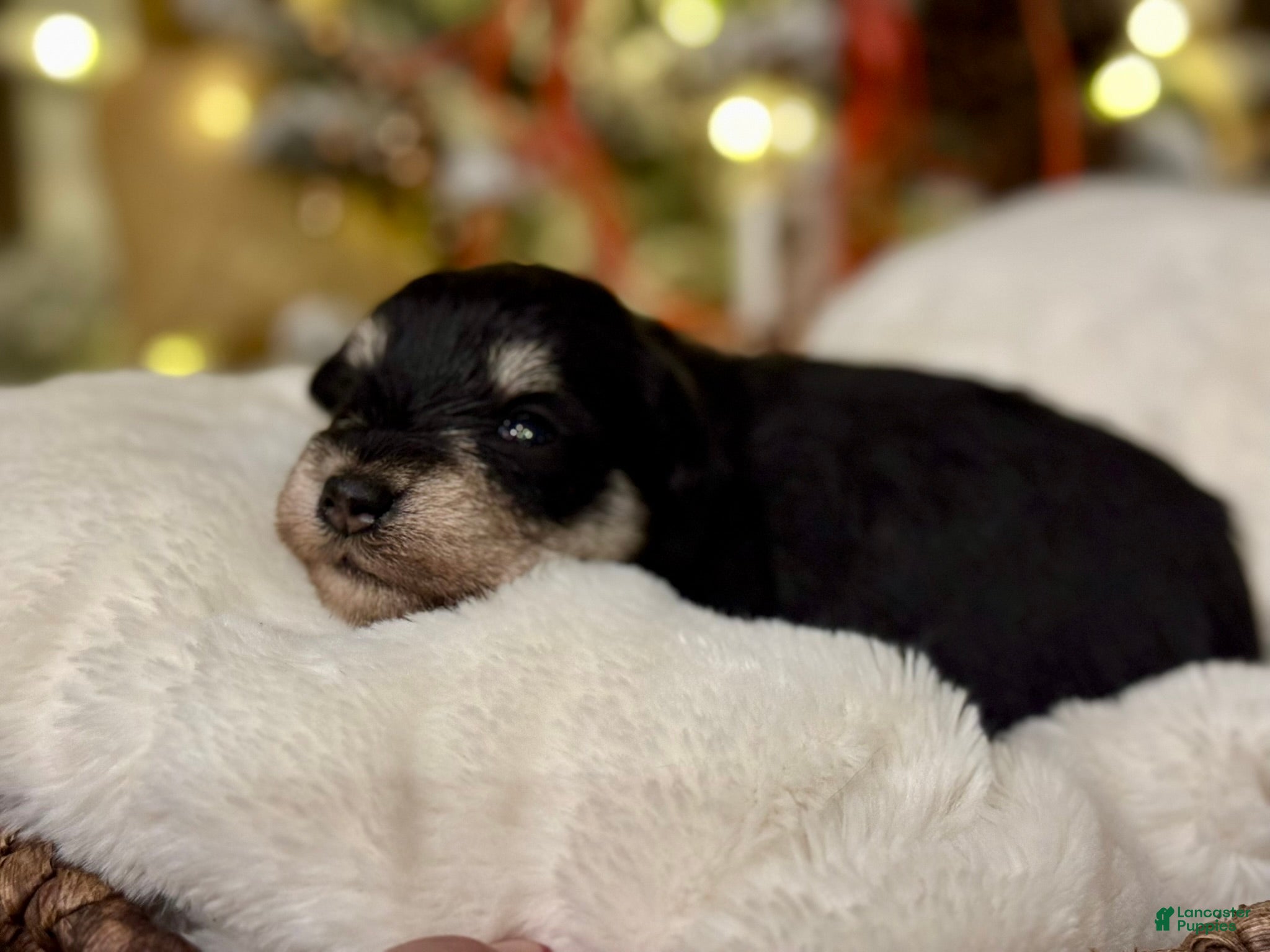 Miniature Schnauzer dogs Autumn - Ad 9