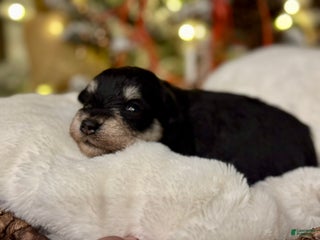 Miniature Schnauzer dogs Autumn - Ad 14