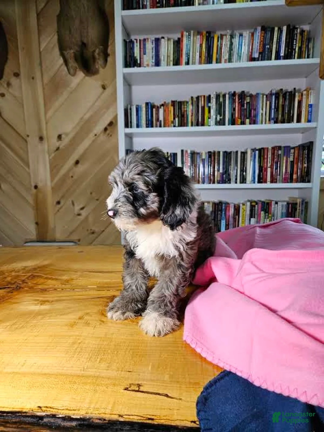 Mixed Breed dogs for sale: Ruby - Ad 2