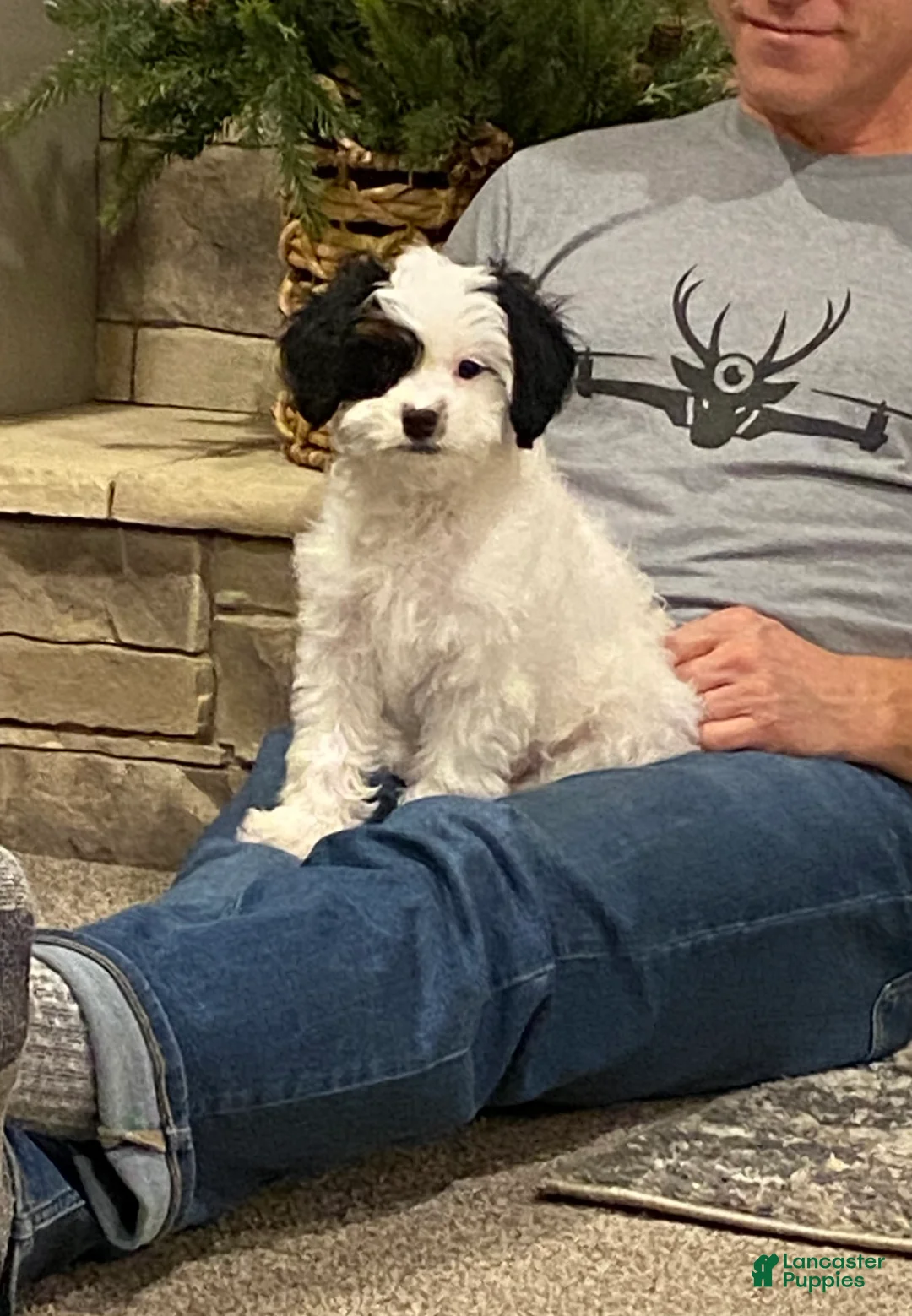 Cavapoo dogs for sale: Mocha  - Ad 2