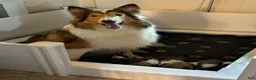 Collie dogs for sale: Autumn - Ad 5