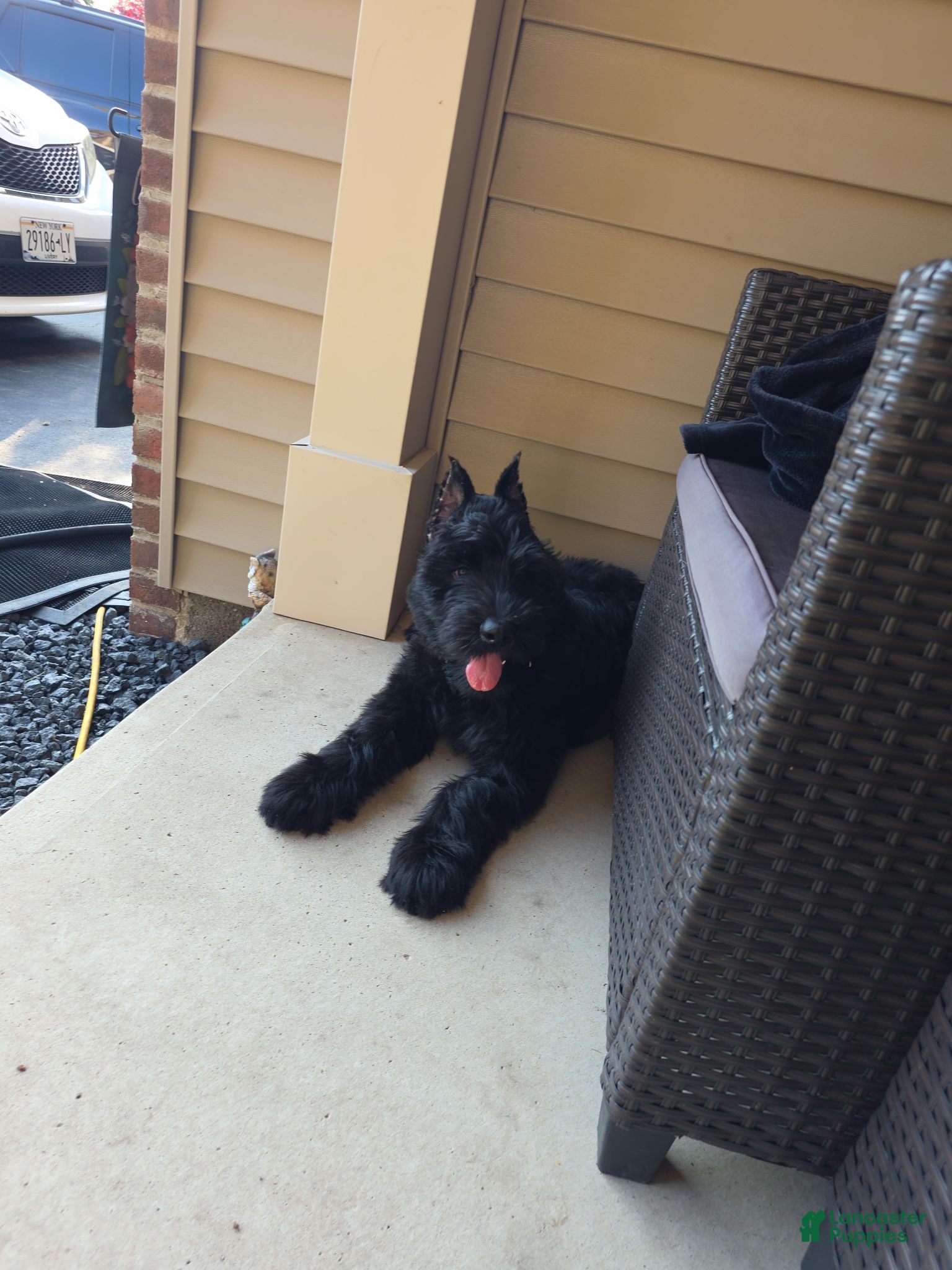 Giant Schnauzer dogs Giant Schnauzer ruby  - Ad 2