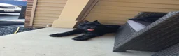 Giant Schnauzer dogs for sale: Giant Schnauzer ruby  - Ad 2