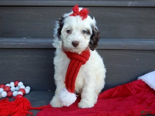 Cockapoo dogs Angel - Ad 18